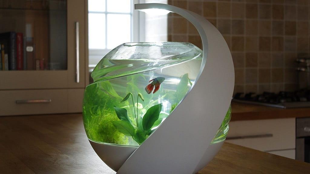 Home aquarium